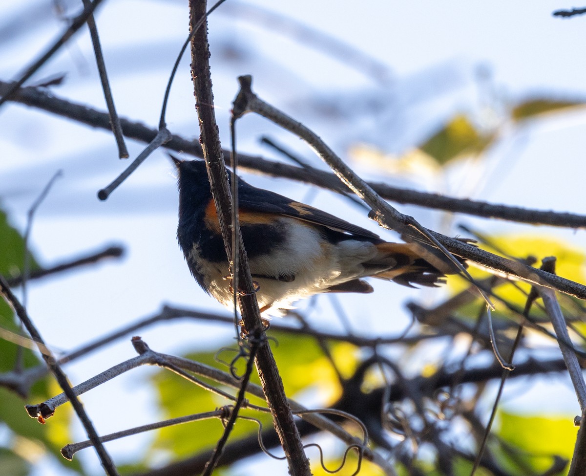 American Redstart - ML619623642