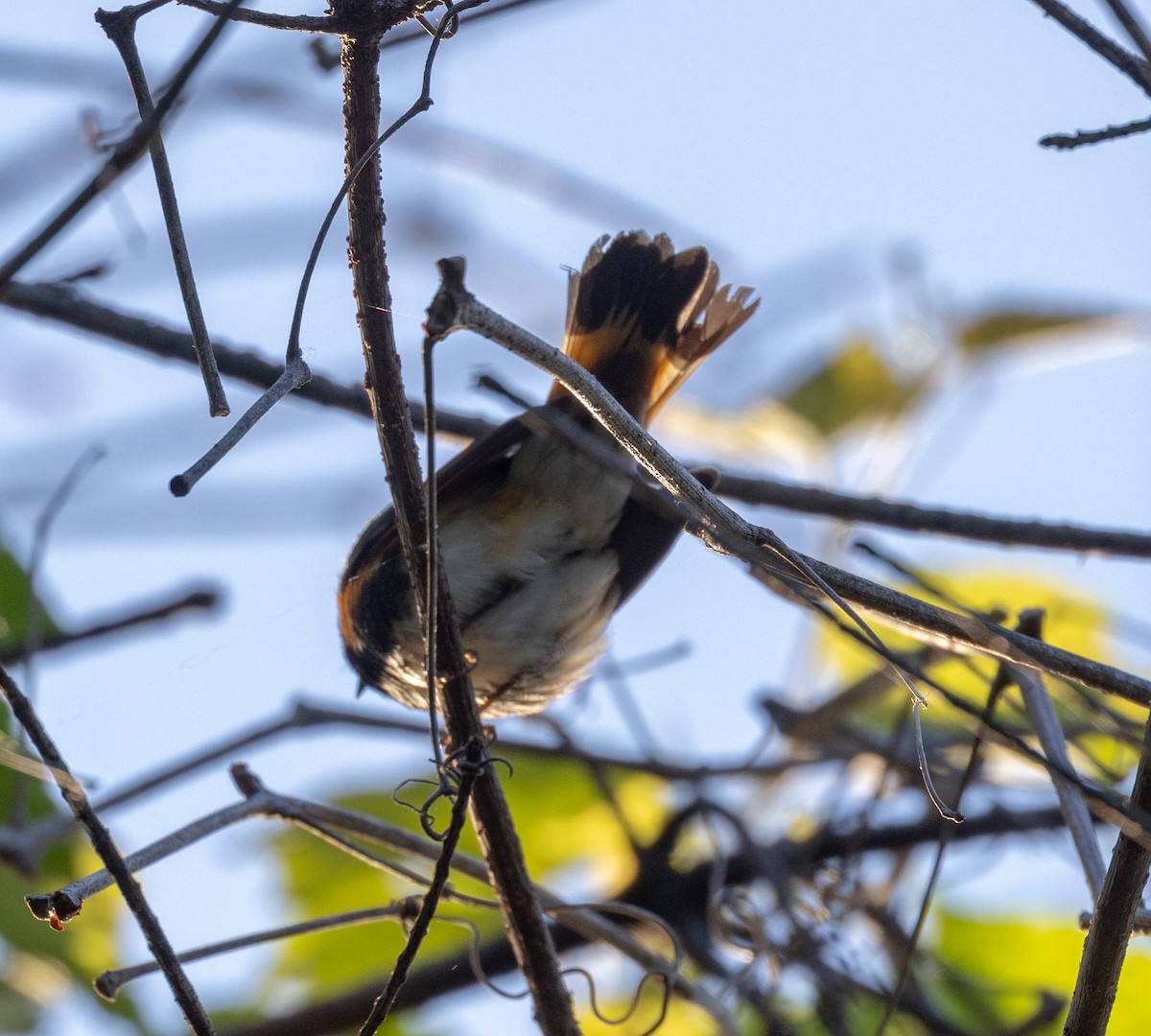 American Redstart - ML619623643