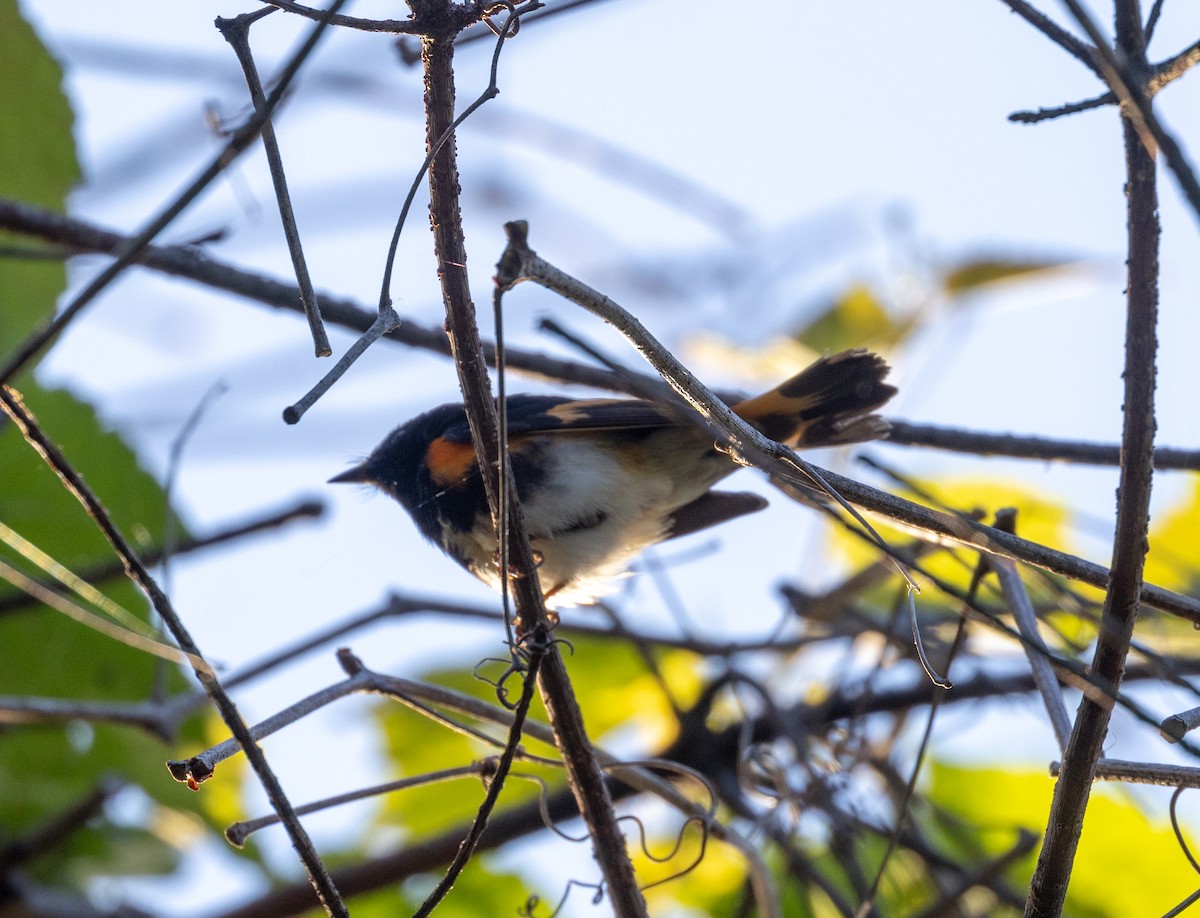 American Redstart - ML619623644