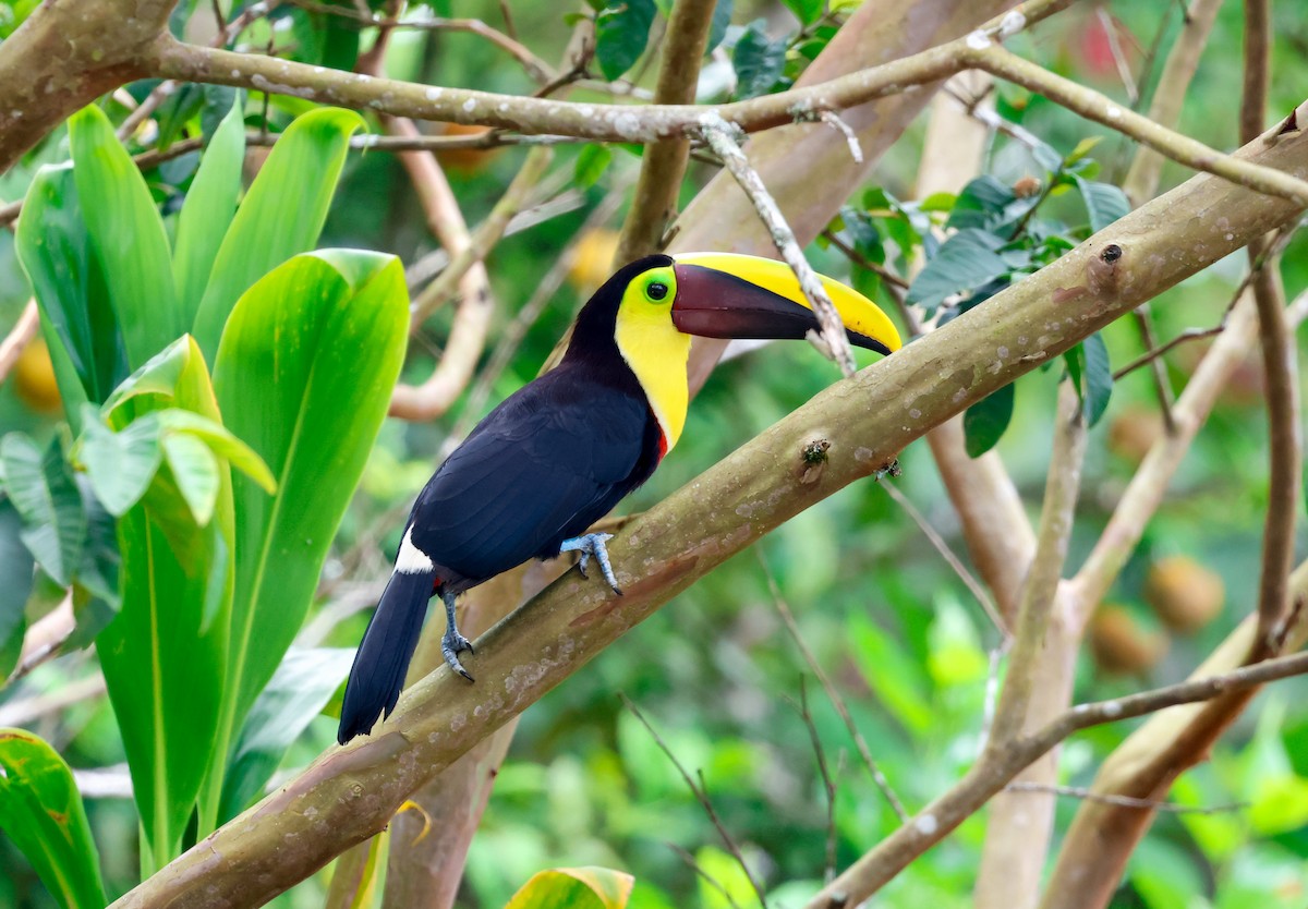 Yellow-throated Toucan - ML619623646