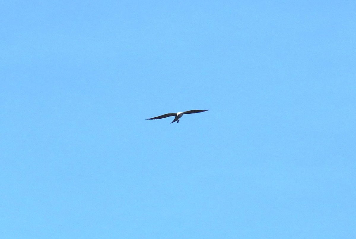 Mississippi Kite - Michael Bowen