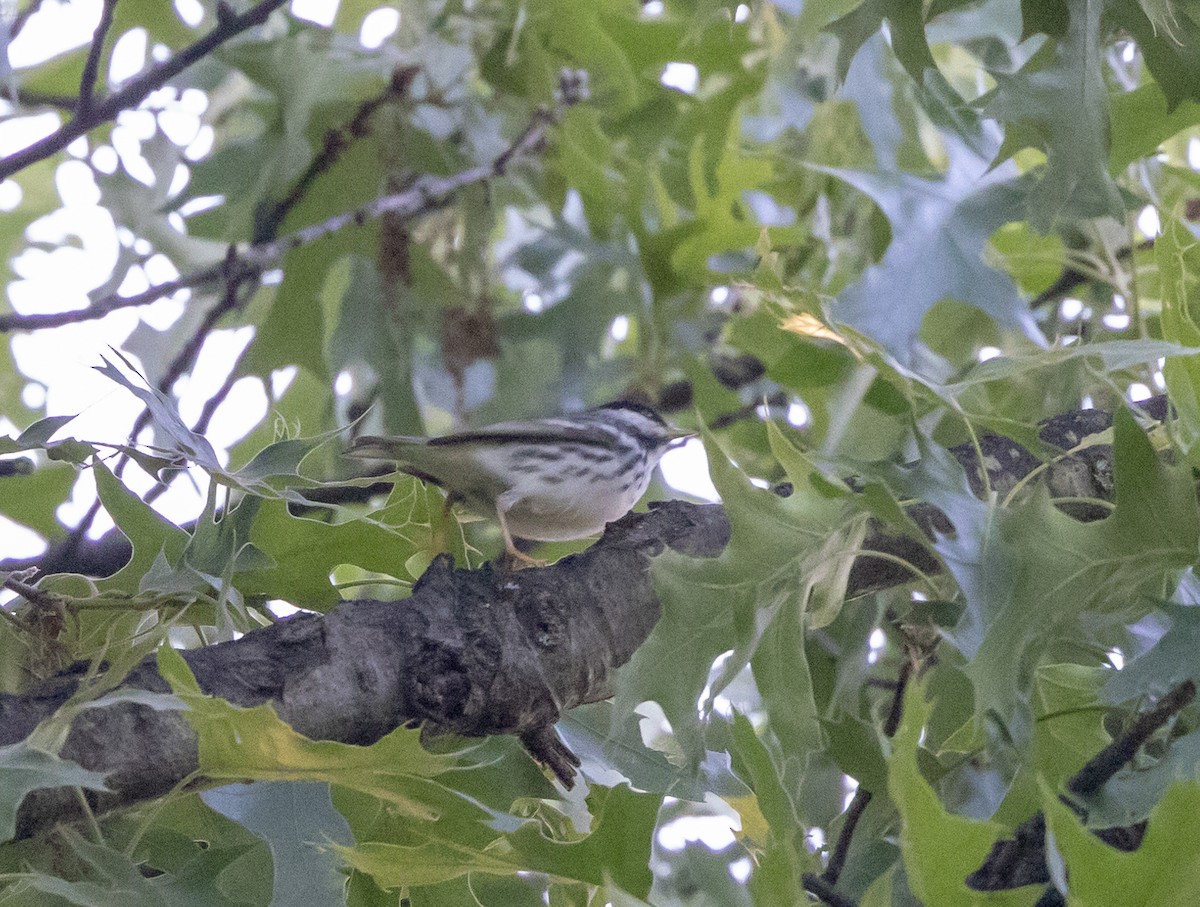 Blackpoll Warbler - ML619623651