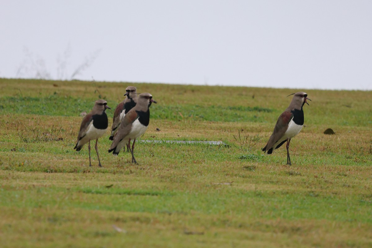 Southern Lapwing - Miguel Podas