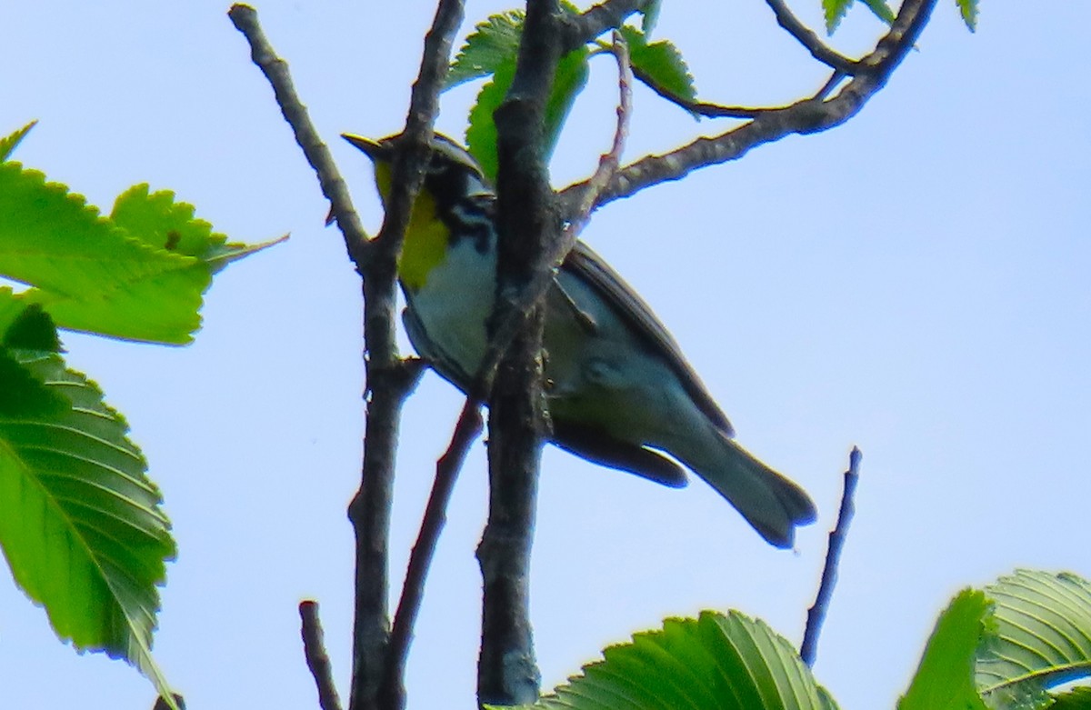 Yellow-throated Warbler - ML619623657