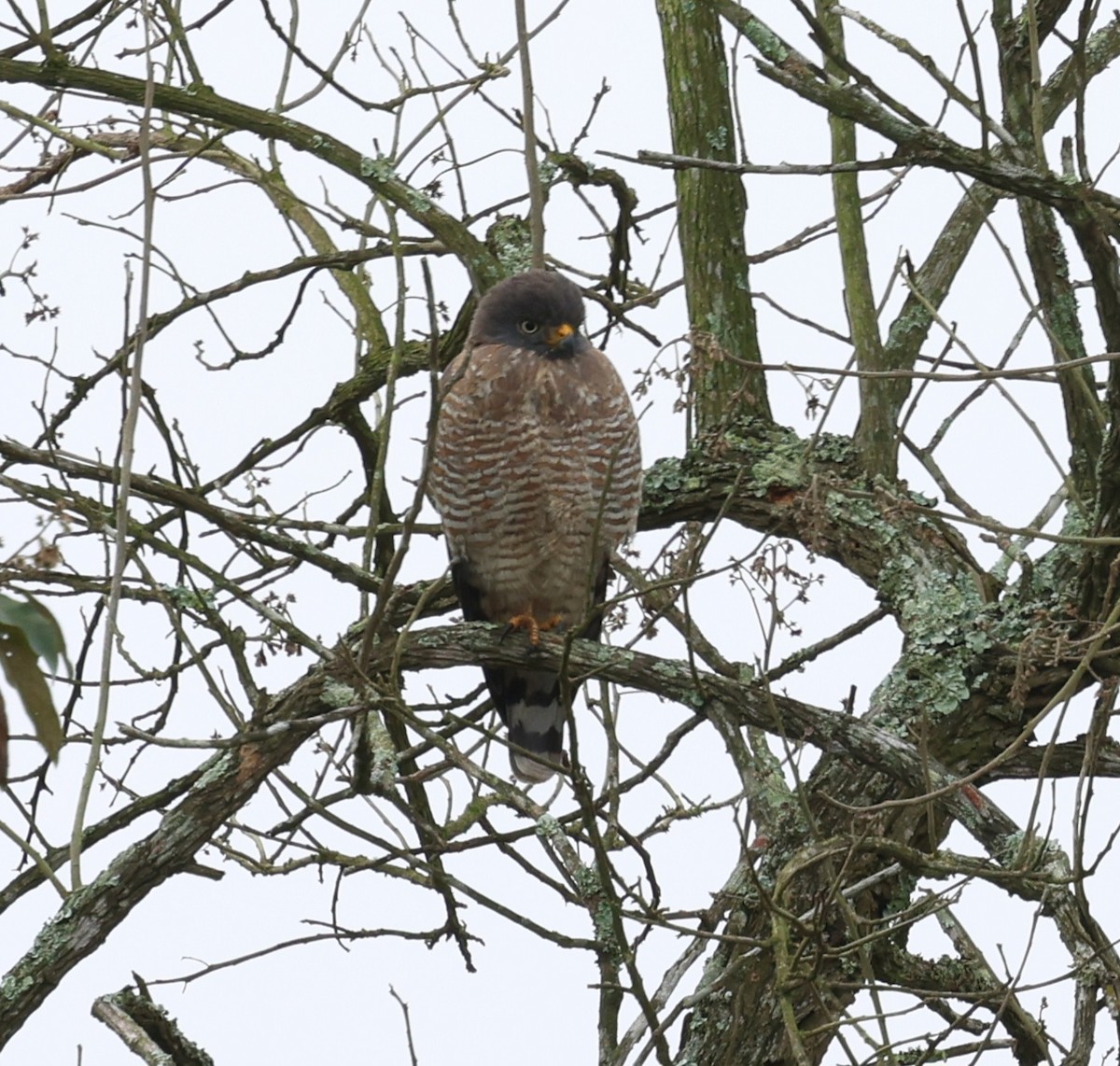 Roadside Hawk - Miguel Podas