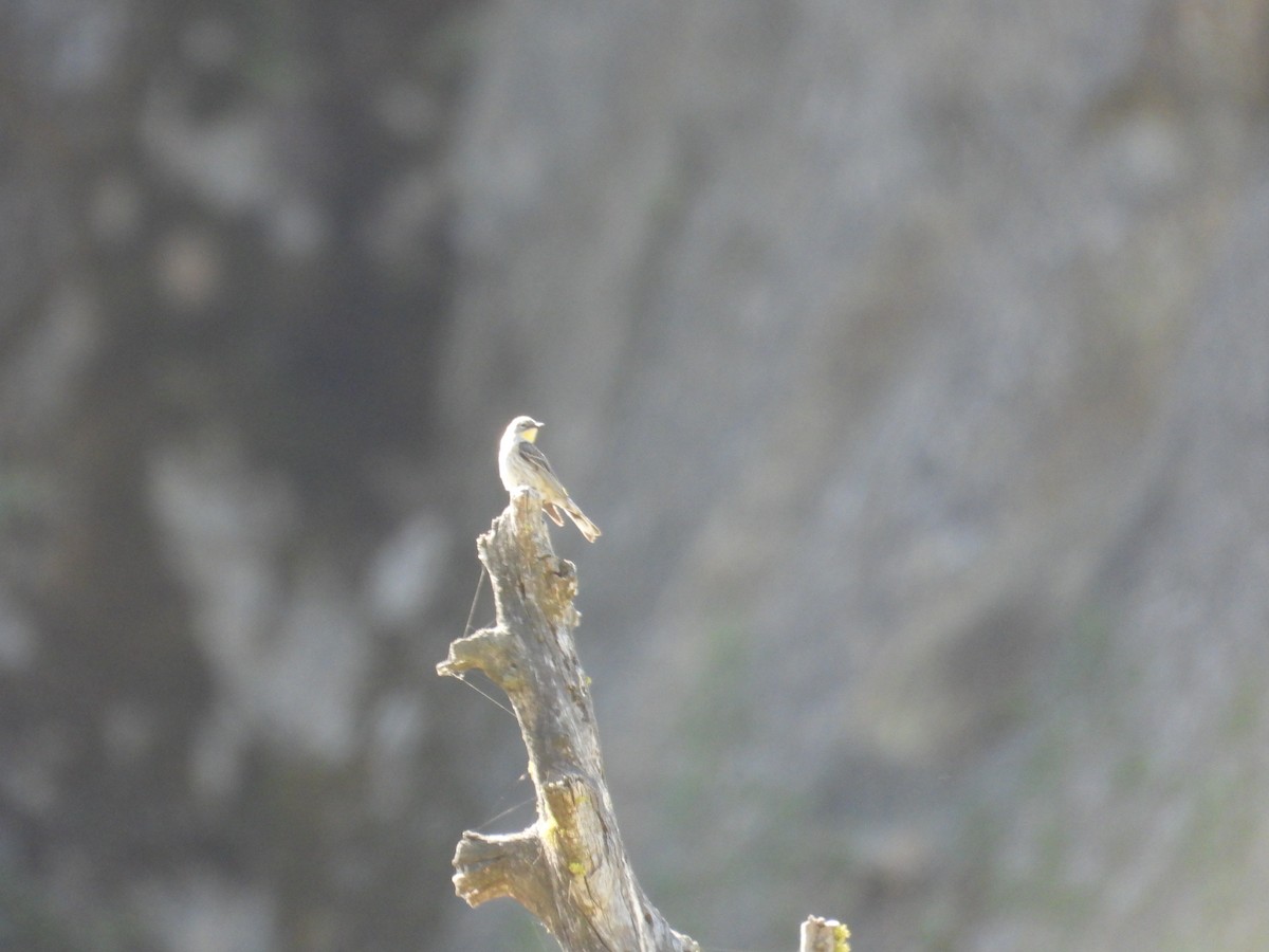 Yellow-rumped Warbler - Mark Donahue