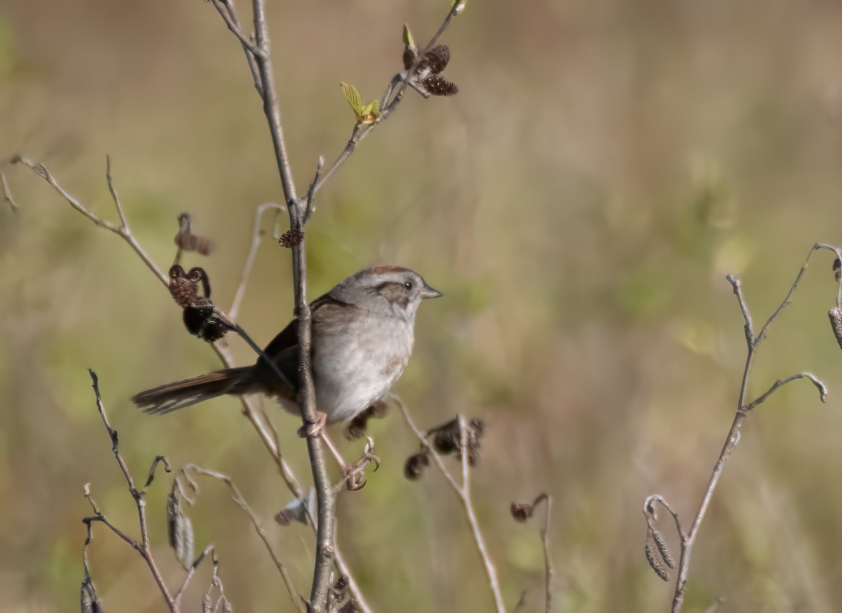 Swamp Sparrow - ML619623679