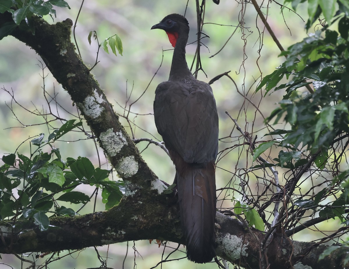 Crested Guan - Amy Bishop & Doug Booher