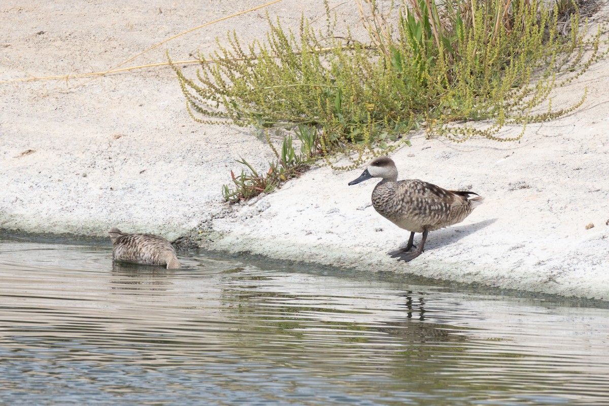 Marbled Duck - Joe Downing