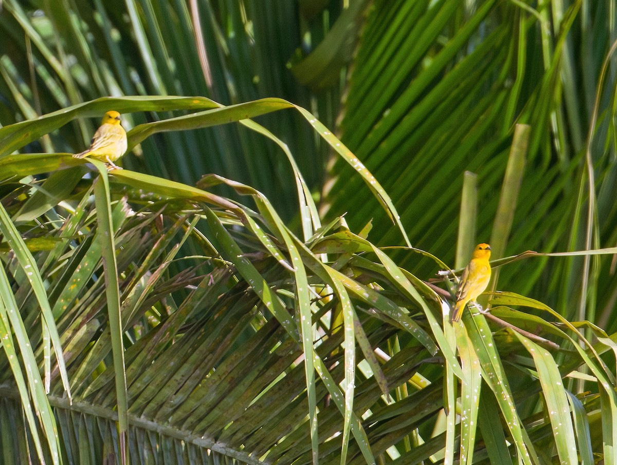 Saffron Finch - ML619623683