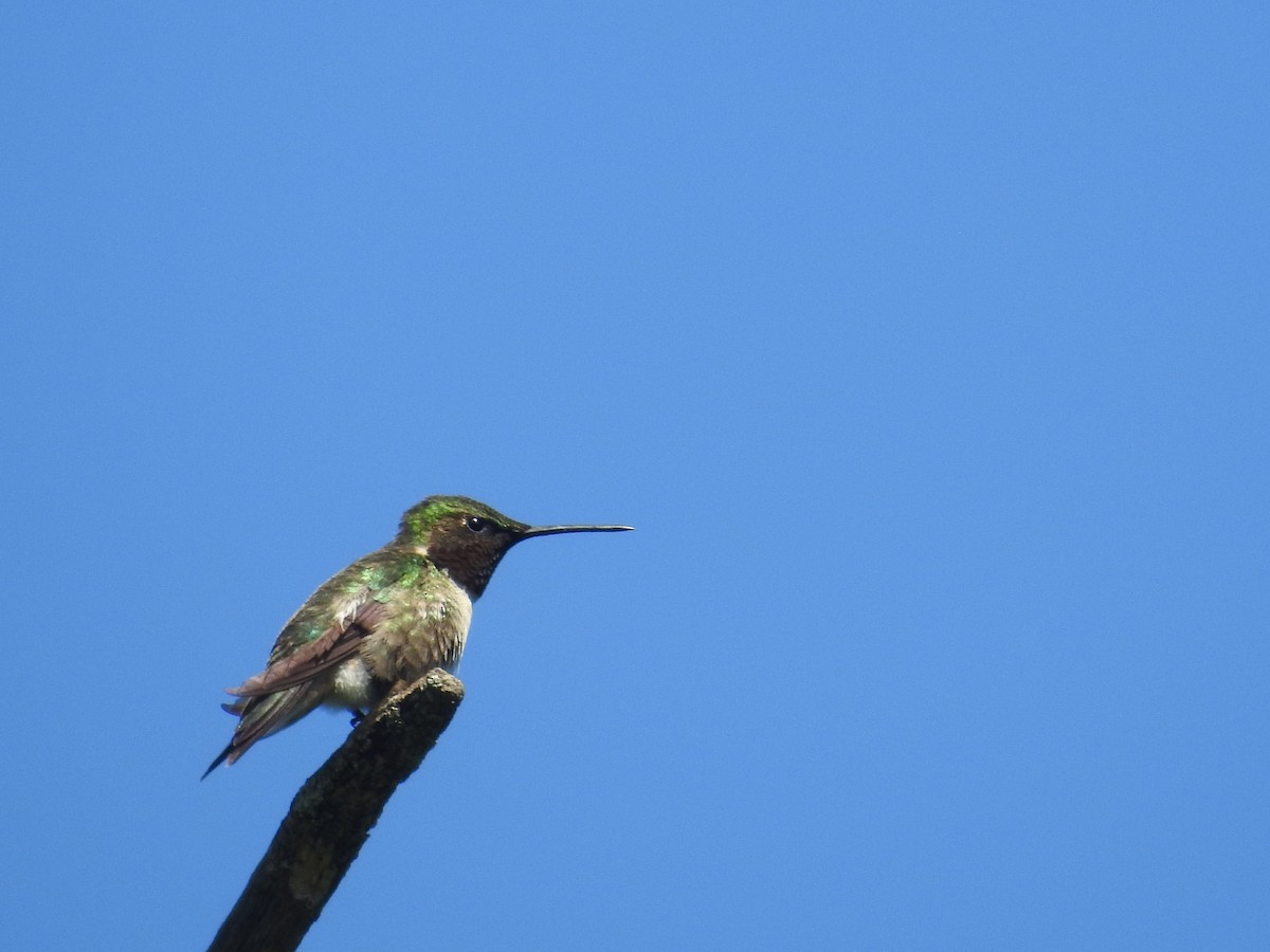 Ruby-throated Hummingbird - Kevin Slattery
