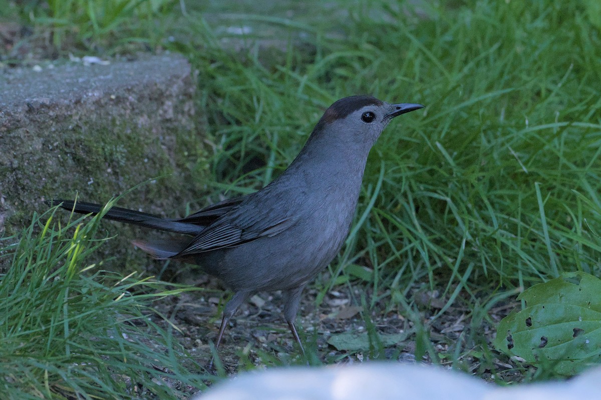 Gray Catbird - Robert Howard