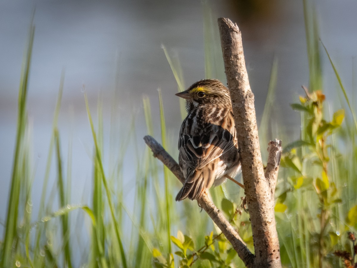 Savannah Sparrow - ML619623693