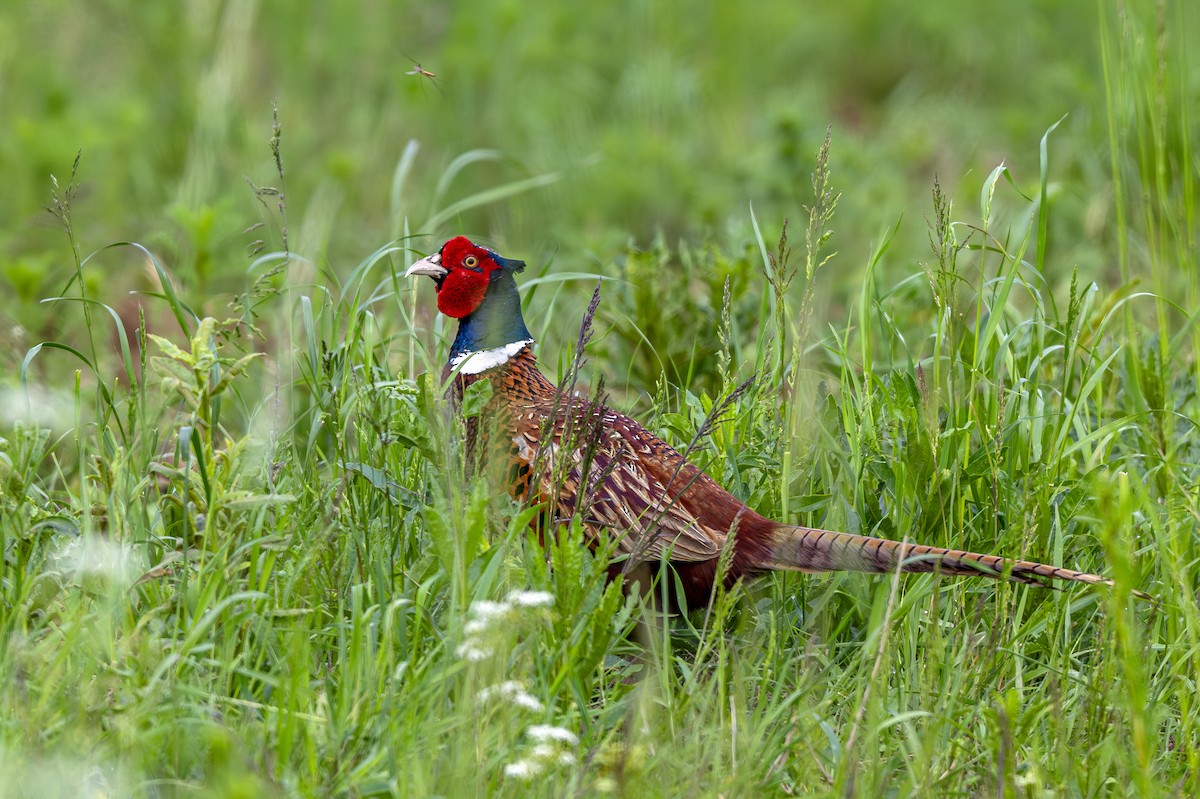 Ring-necked Pheasant - Andrej Tabak