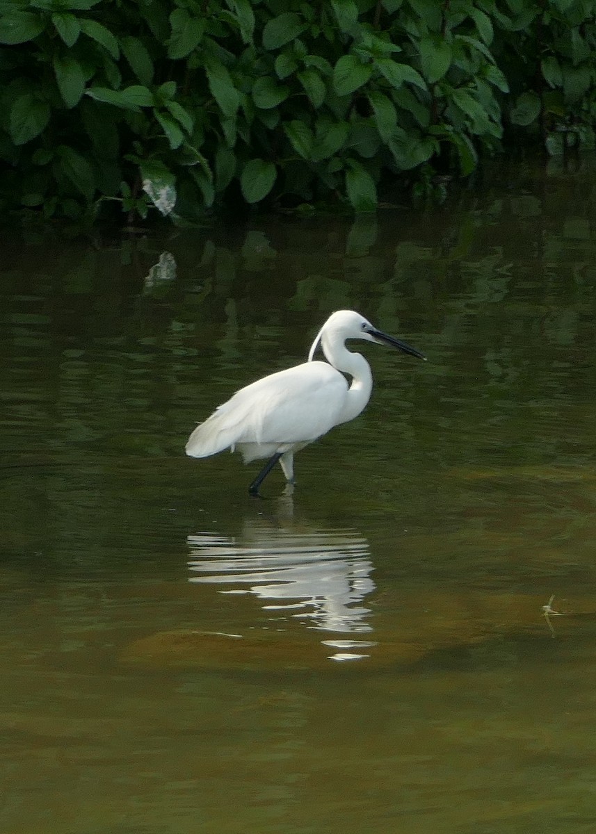 Little Egret - Geoff Laight