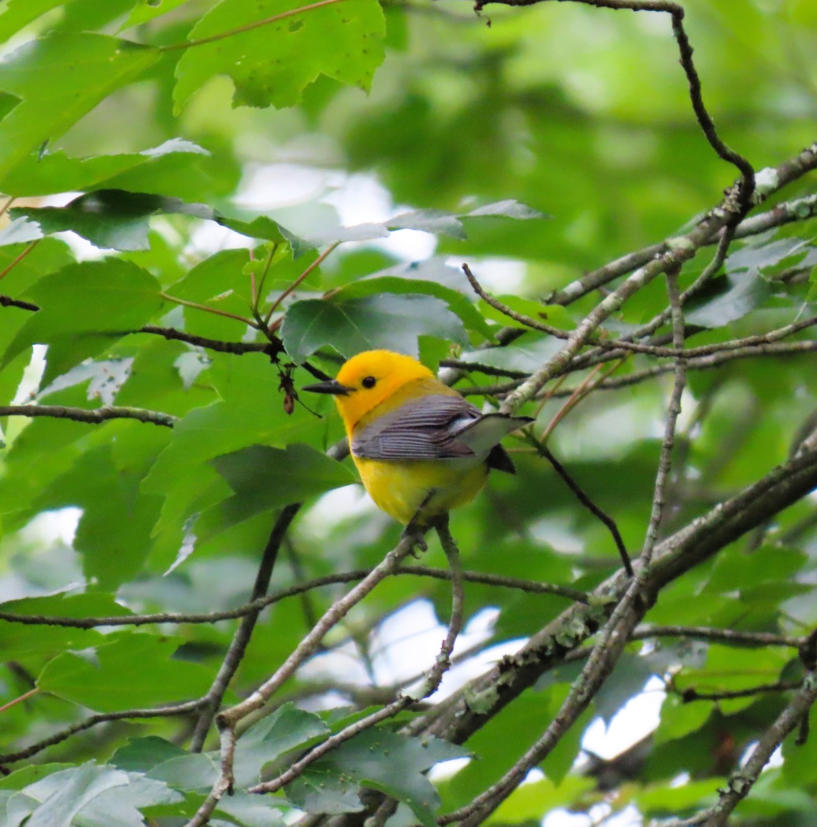 Prothonotary Warbler - Larry Zirlin