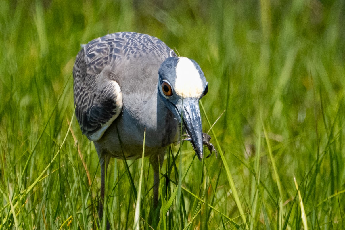 Yellow-crowned Night Heron - Vince Von