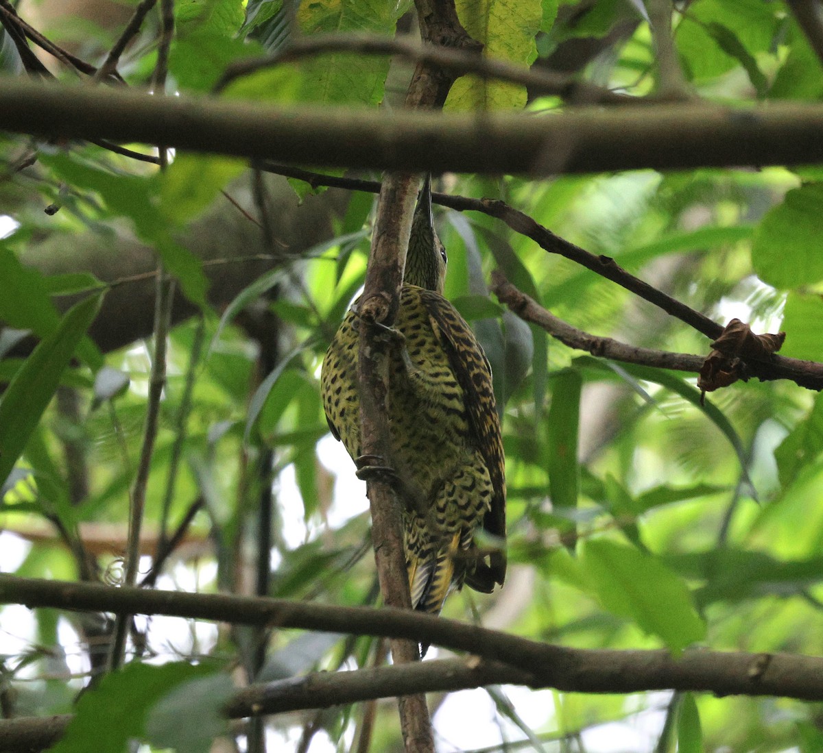 Green-barred Woodpecker - Miguel Podas