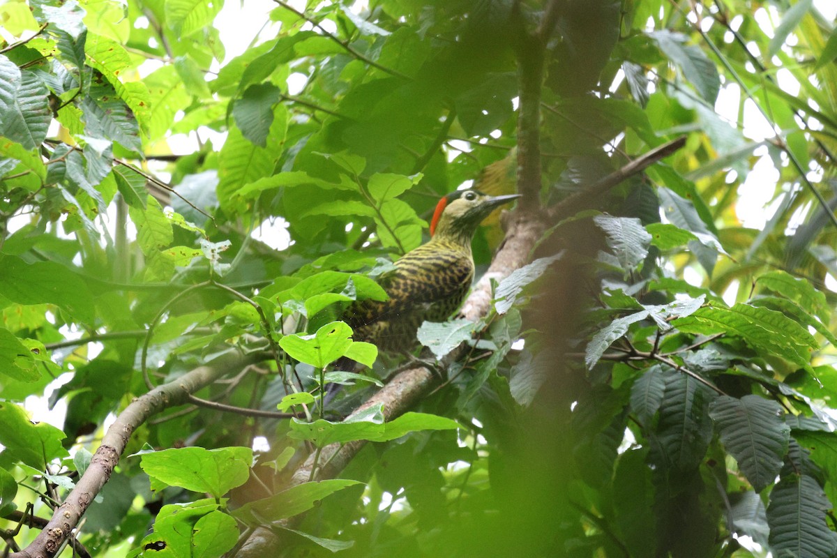 Green-barred Woodpecker - Miguel Podas