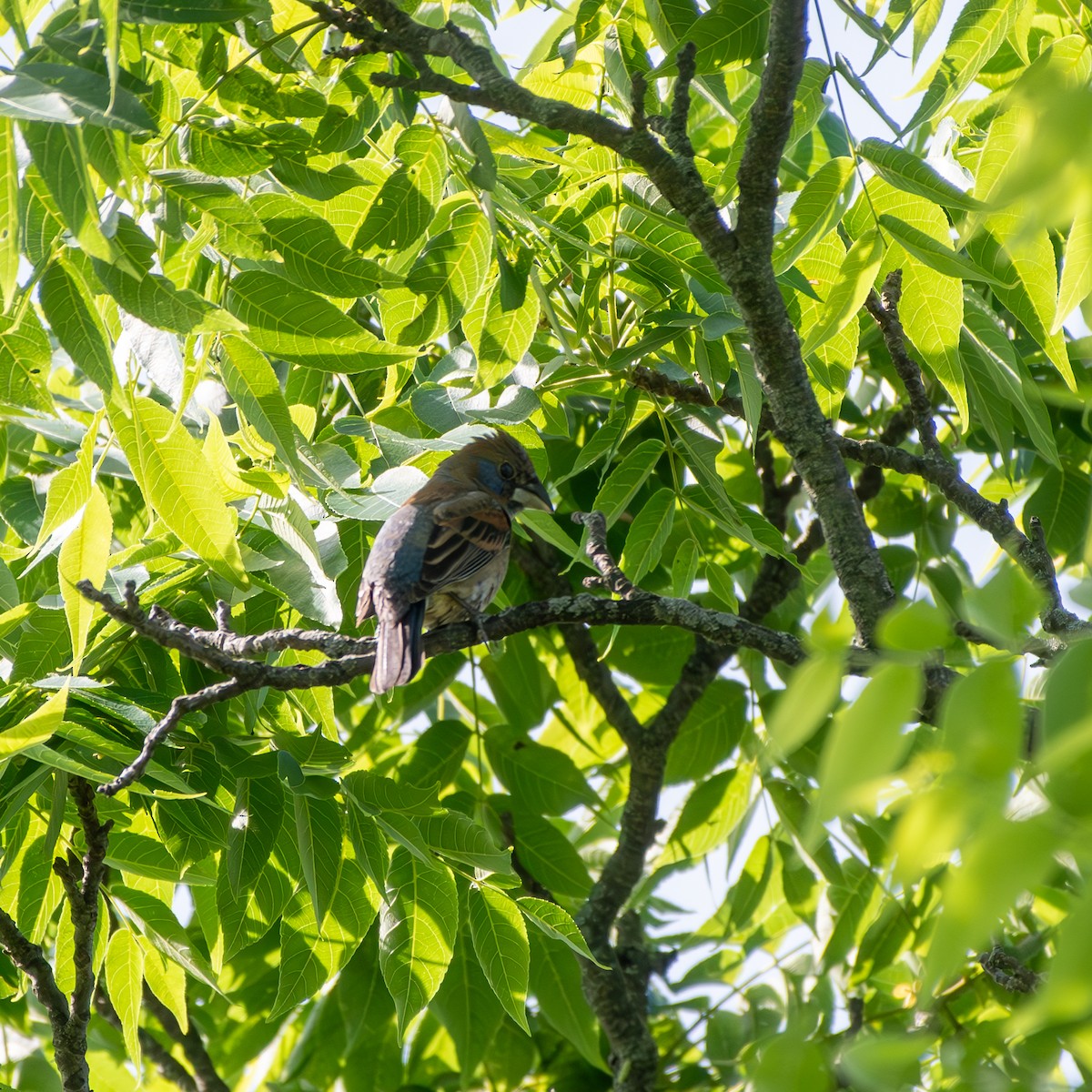 Blue Grosbeak - Kevin ODonnell