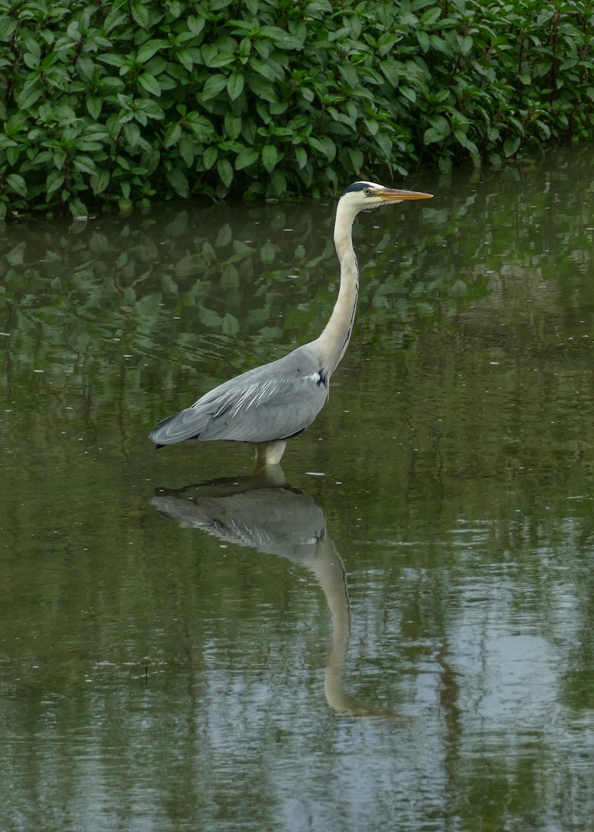 Gray Heron - Geoff Laight