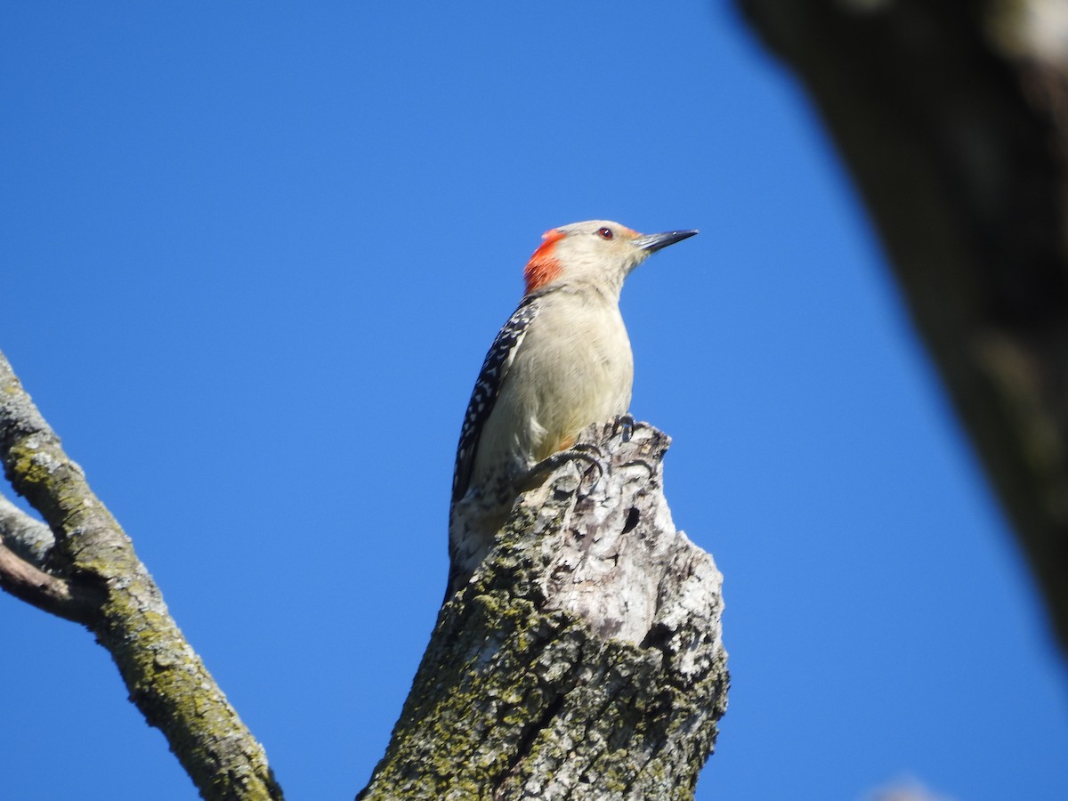Red-bellied Woodpecker - ML619623716