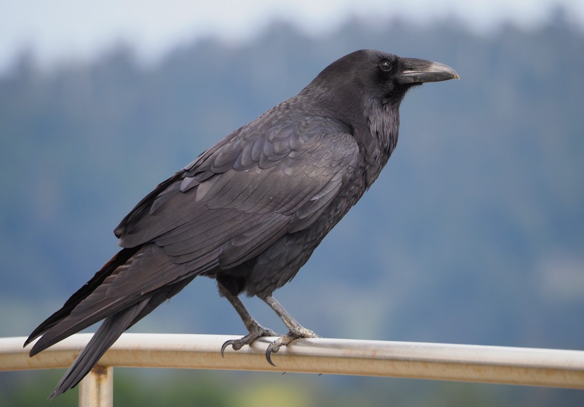 Common Raven - Dick Cartwright
