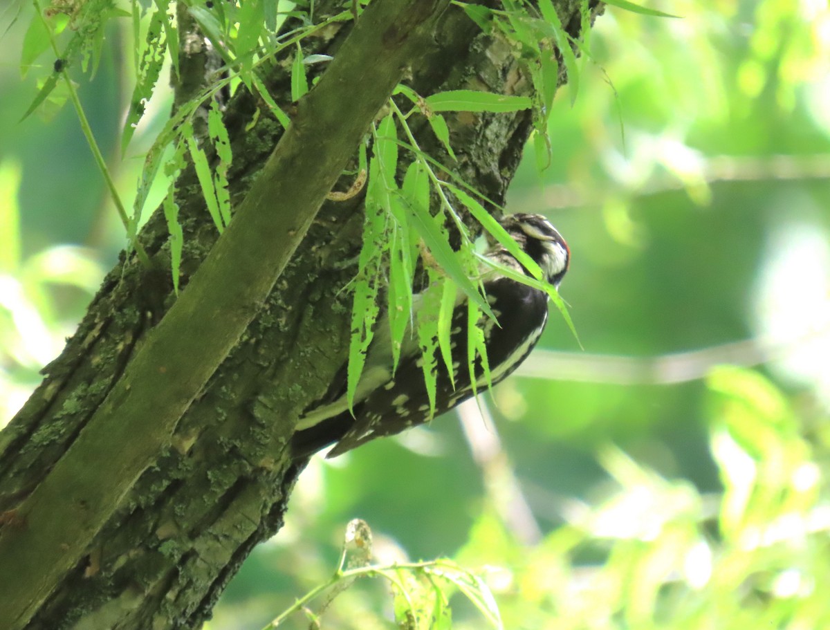 Downy Woodpecker - ML619623723