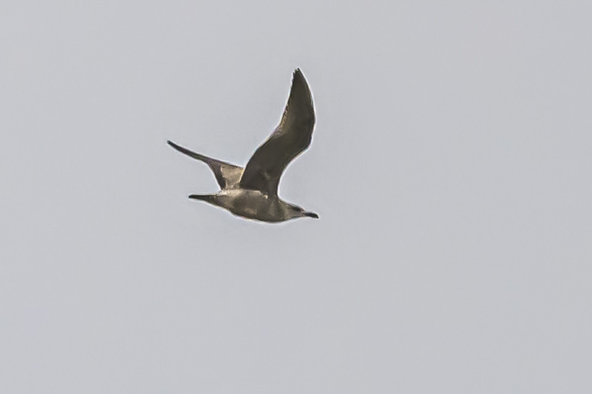 Kelp Gull - Amed Hernández