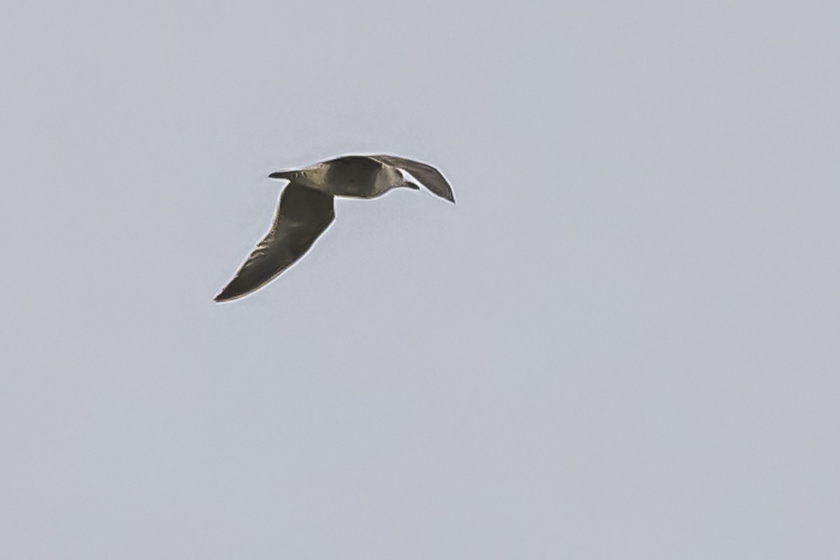 Kelp Gull - Amed Hernández