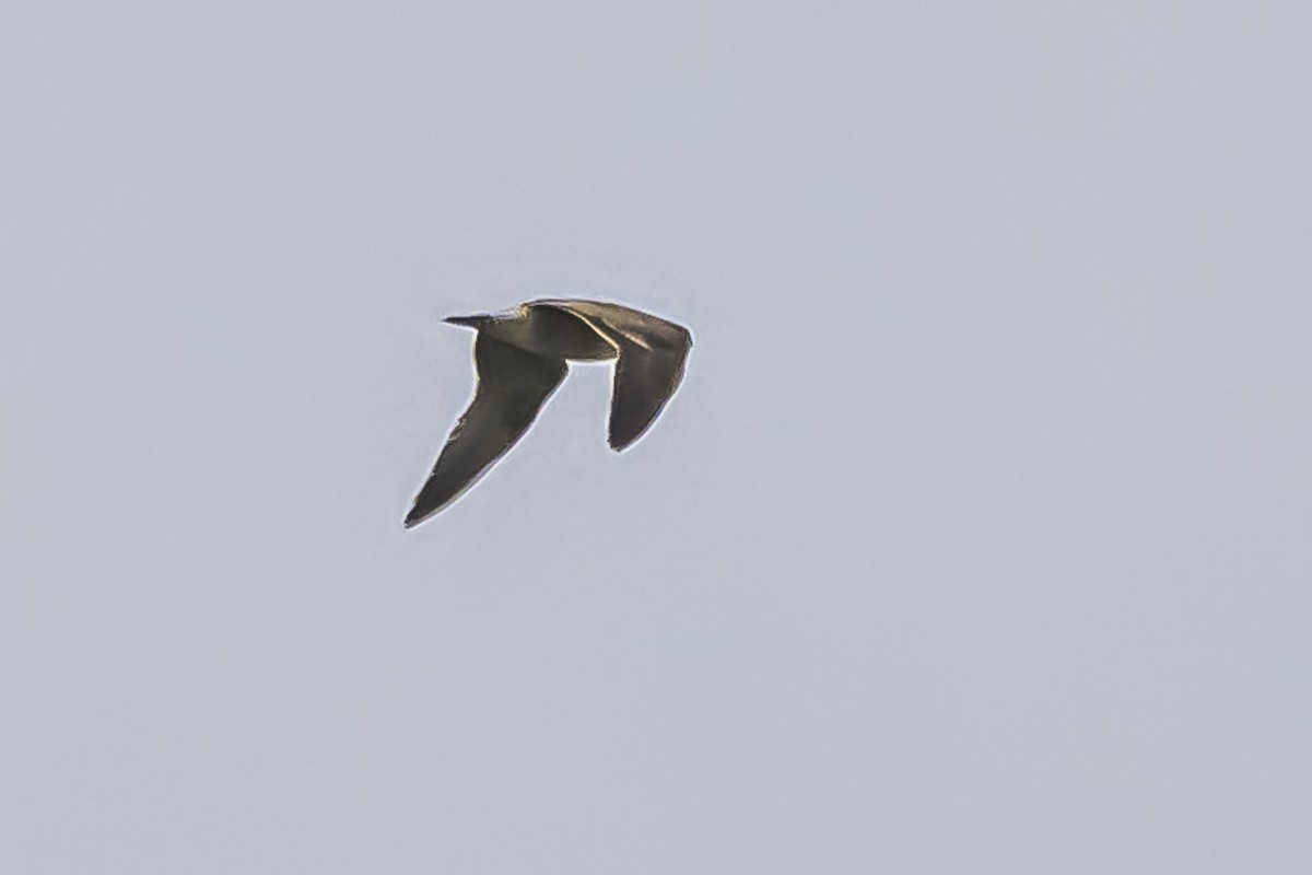 Kelp Gull - Amed Hernández