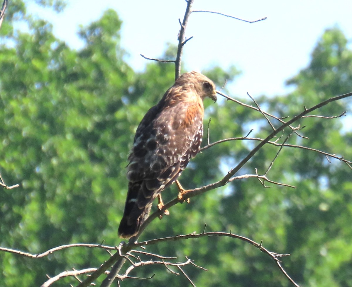 Red-shouldered Hawk - Michael Bowen