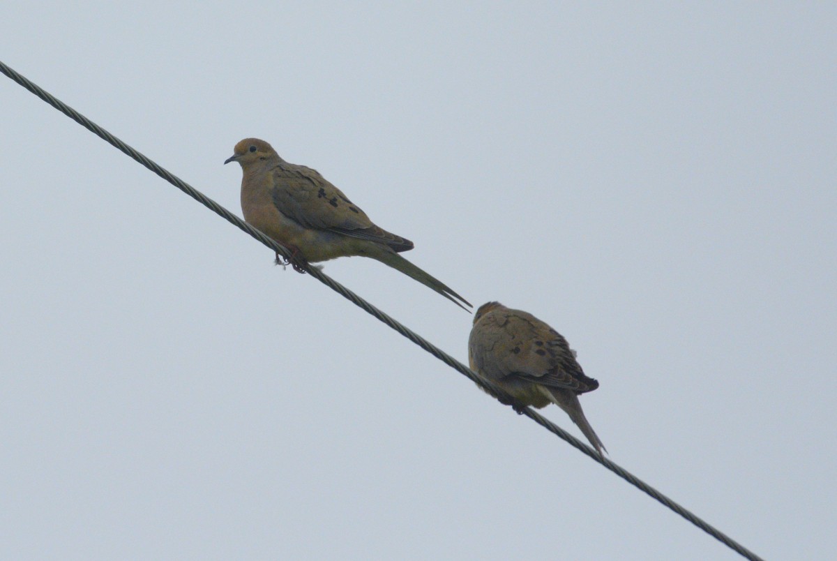 Mourning Dove - ML619623739