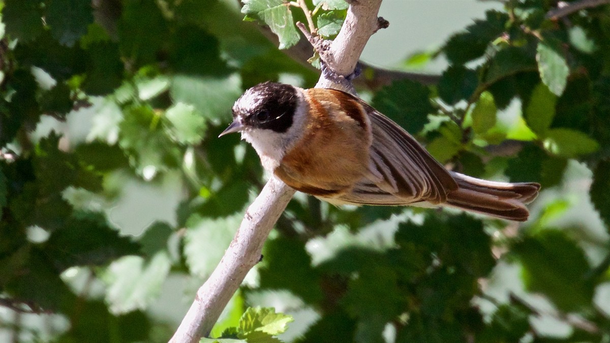 White-crowned Penduline-Tit - Ed Harper