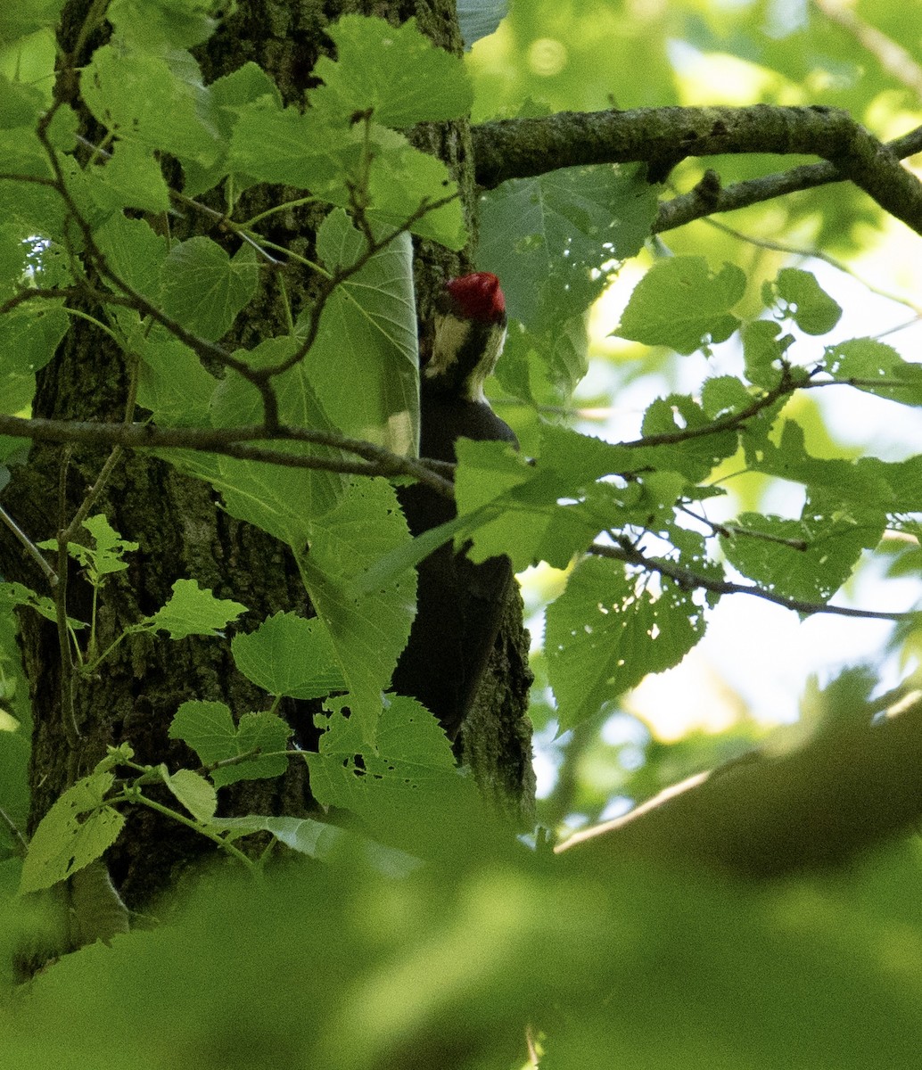 Pileated Woodpecker - Nick Caltagirone