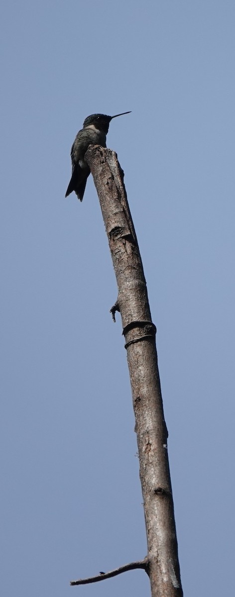 Yakut Boğazlı Kolibri - ML619623768