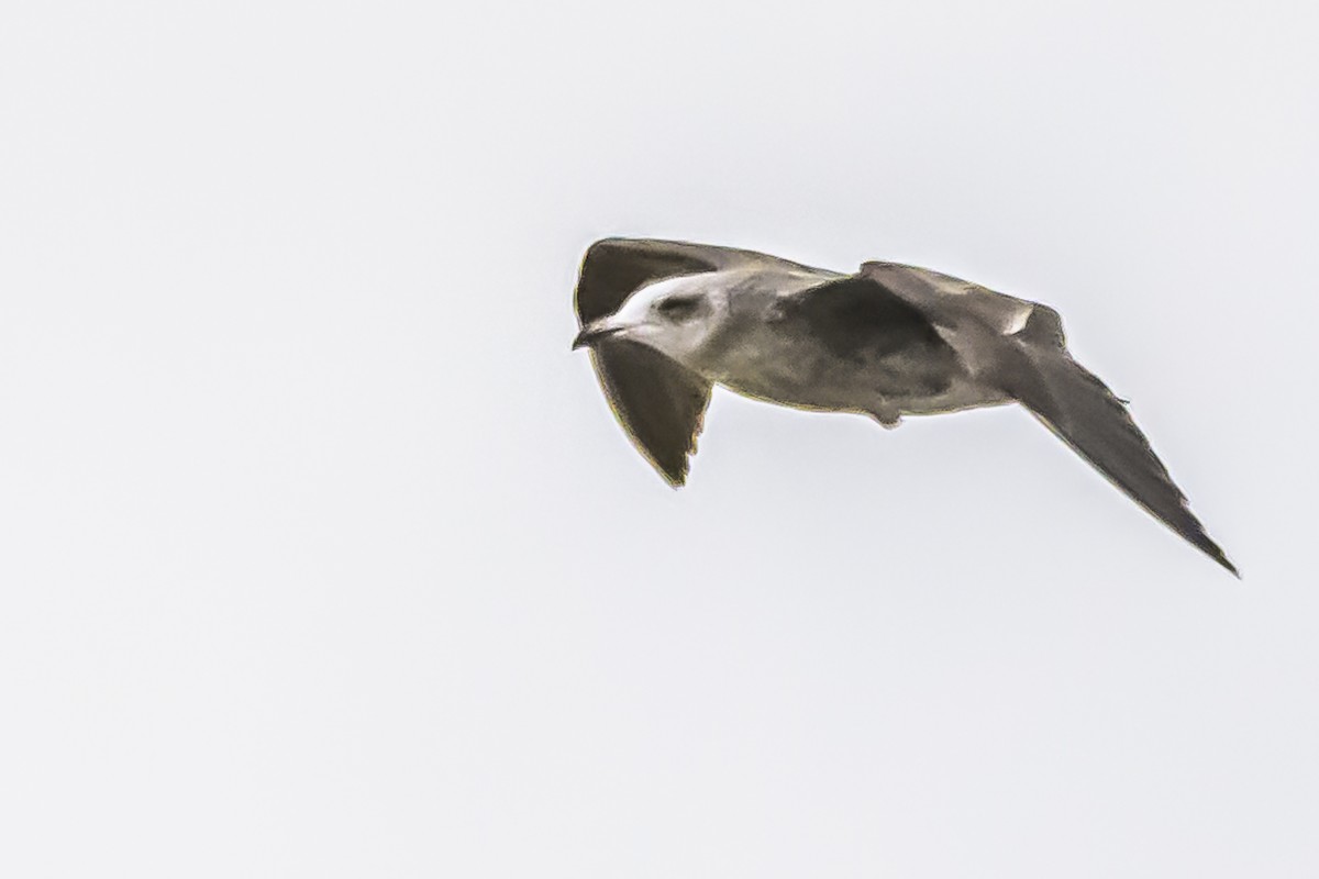 Kelp Gull - Amed Hernández