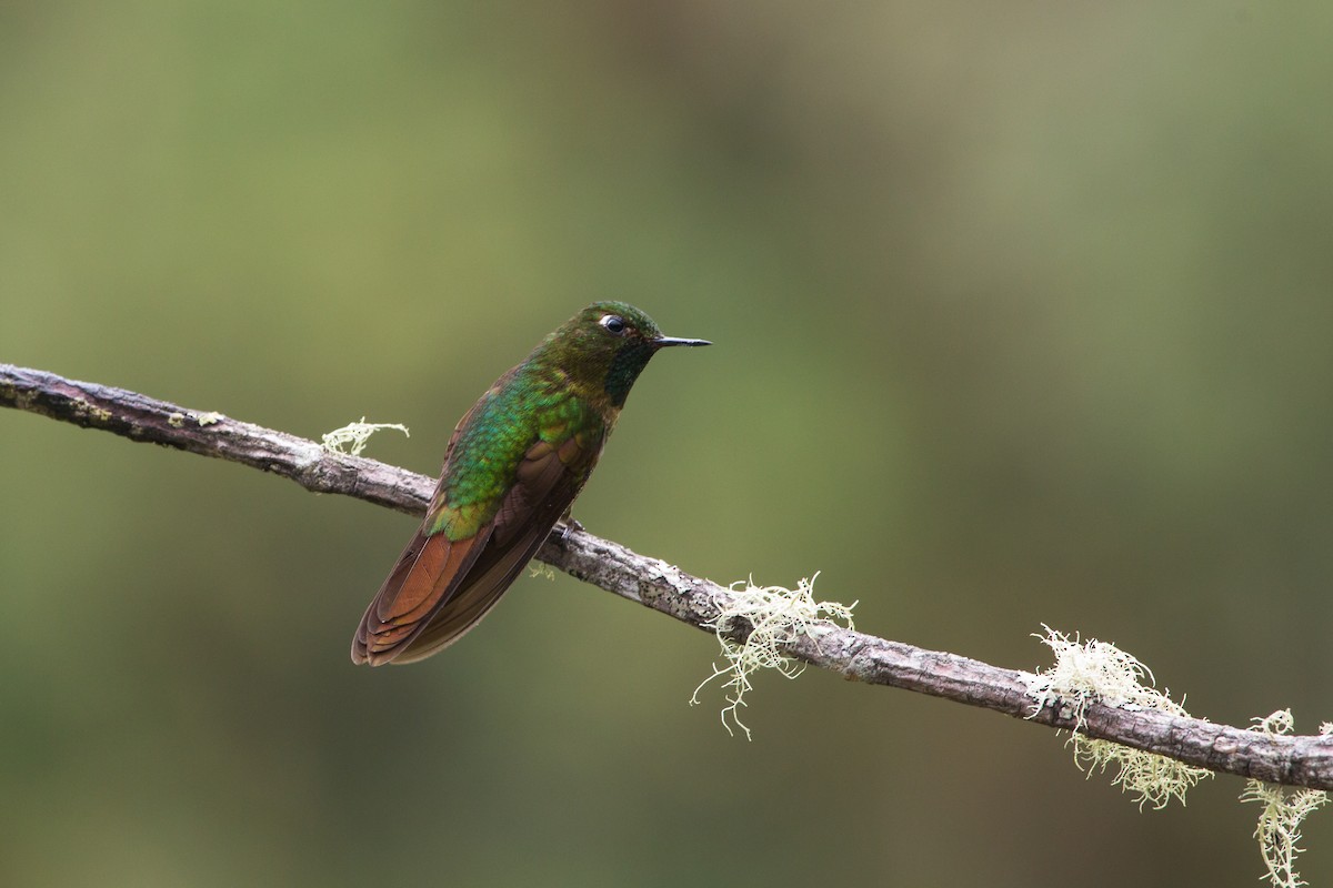 Tyrian Metaltail - Brian Healy
