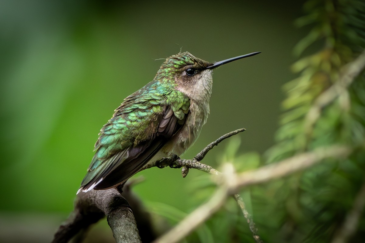 Ruby-throated Hummingbird - Myron Peterson