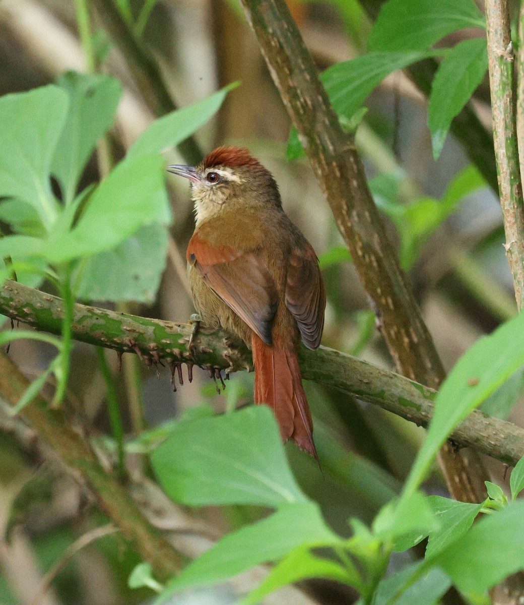 Pallid Spinetail - Miguel Podas