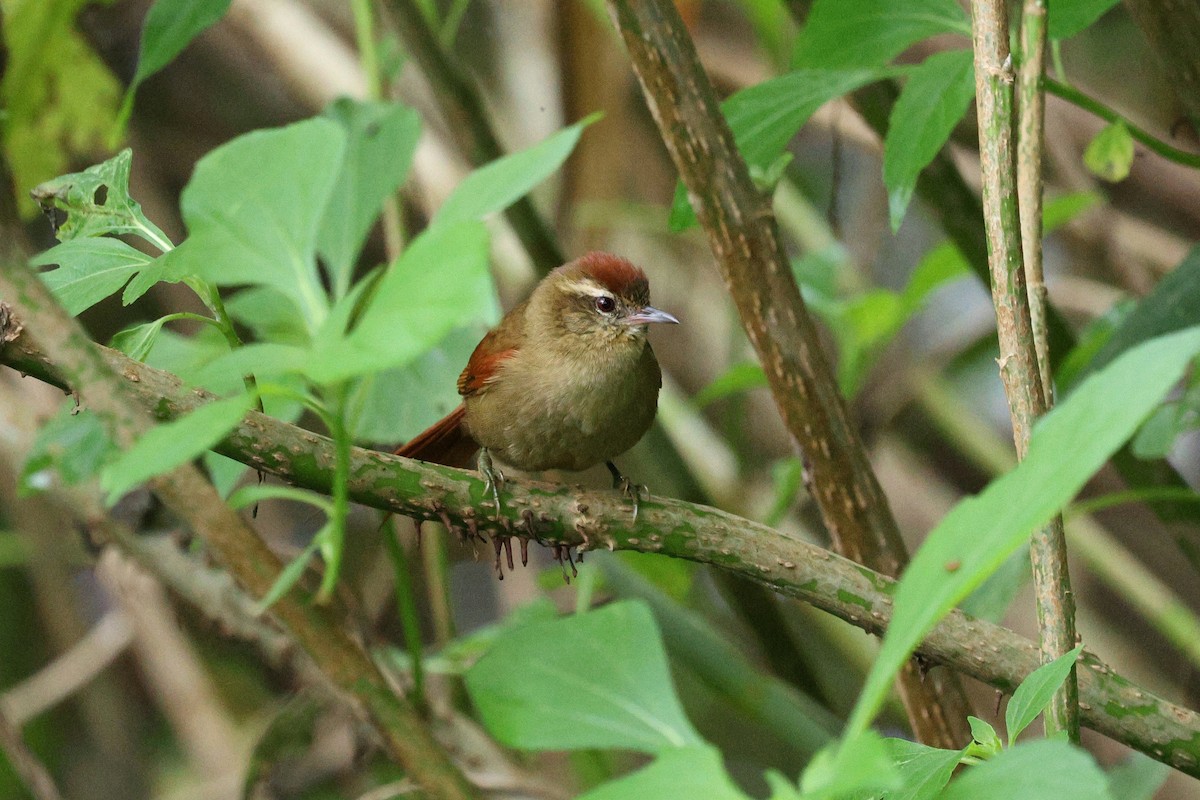 Pallid Spinetail - Miguel Podas