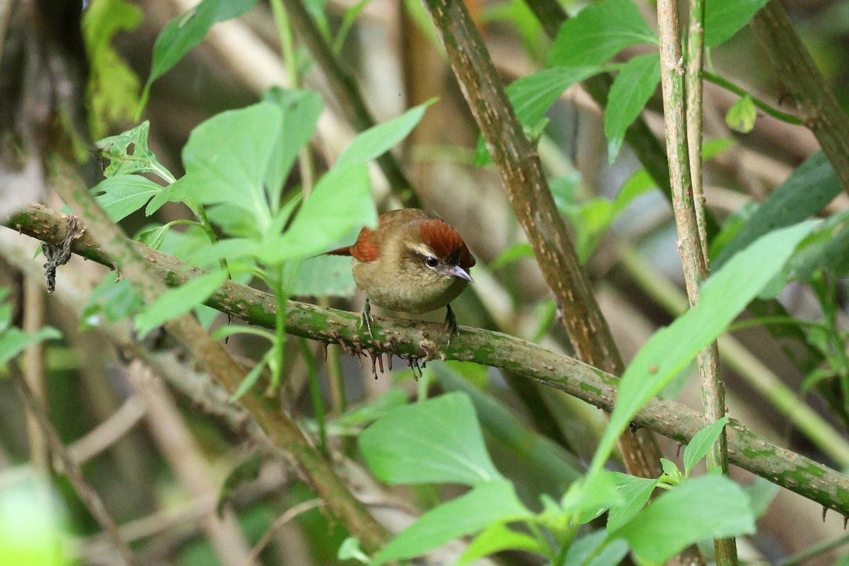 Pallid Spinetail - Miguel Podas