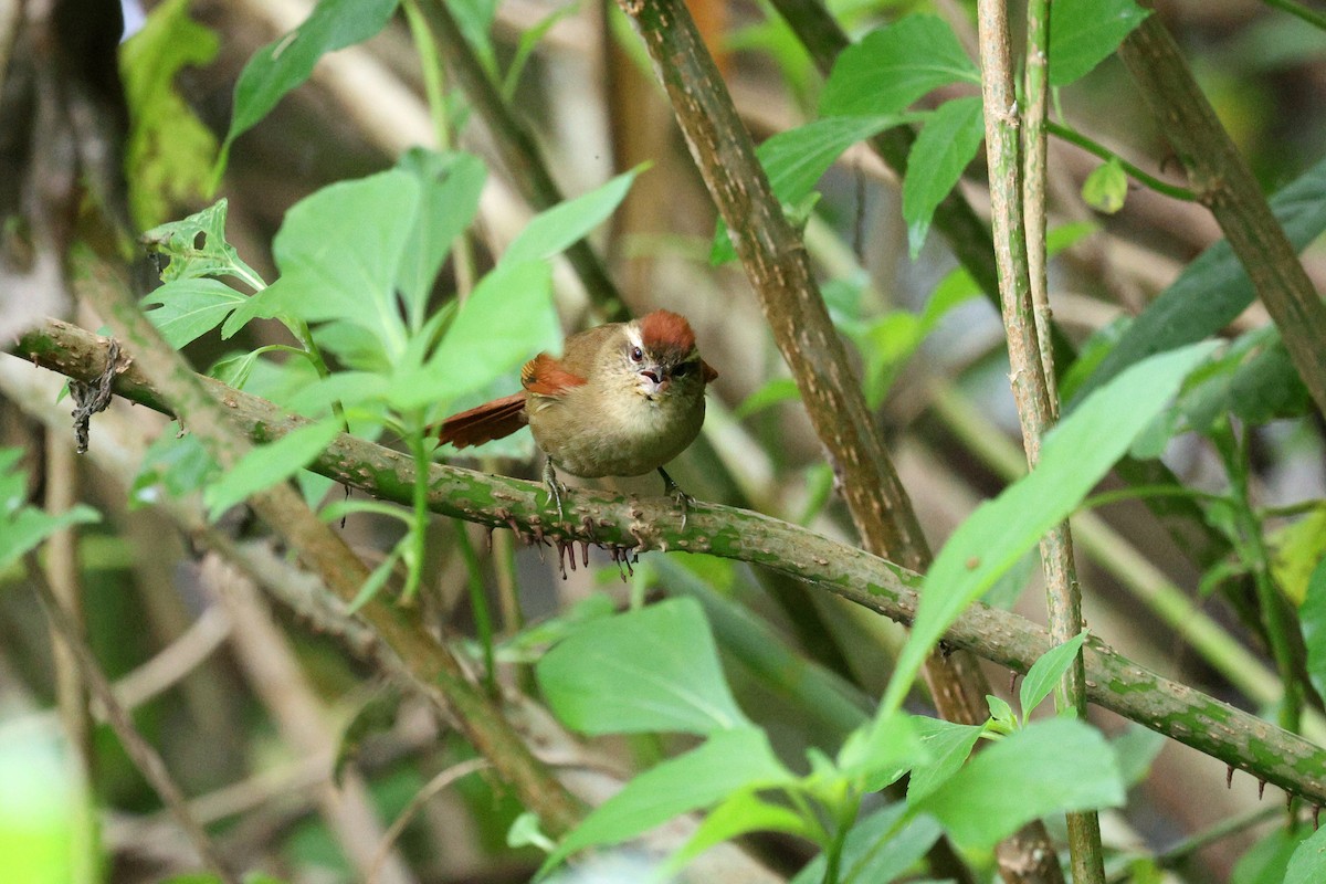 Pallid Spinetail - Miguel Podas