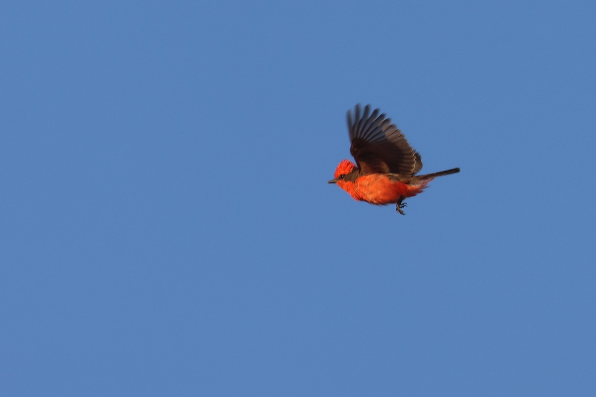 Vermilion Flycatcher - Tom Forwood JR