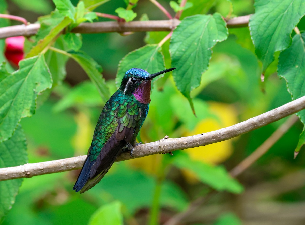 Green-crowned Brilliant - Cristina Rappa