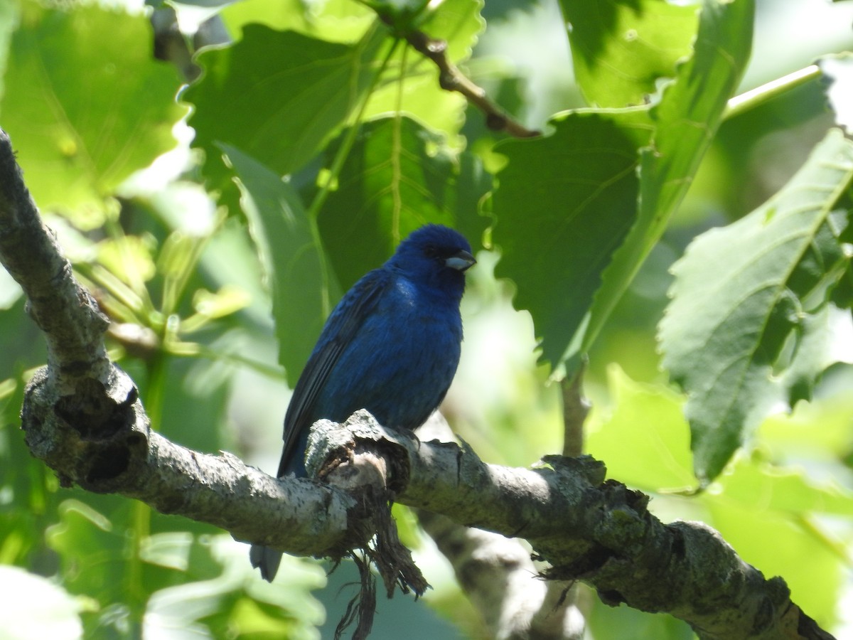 Indigo Bunting - ML619623800