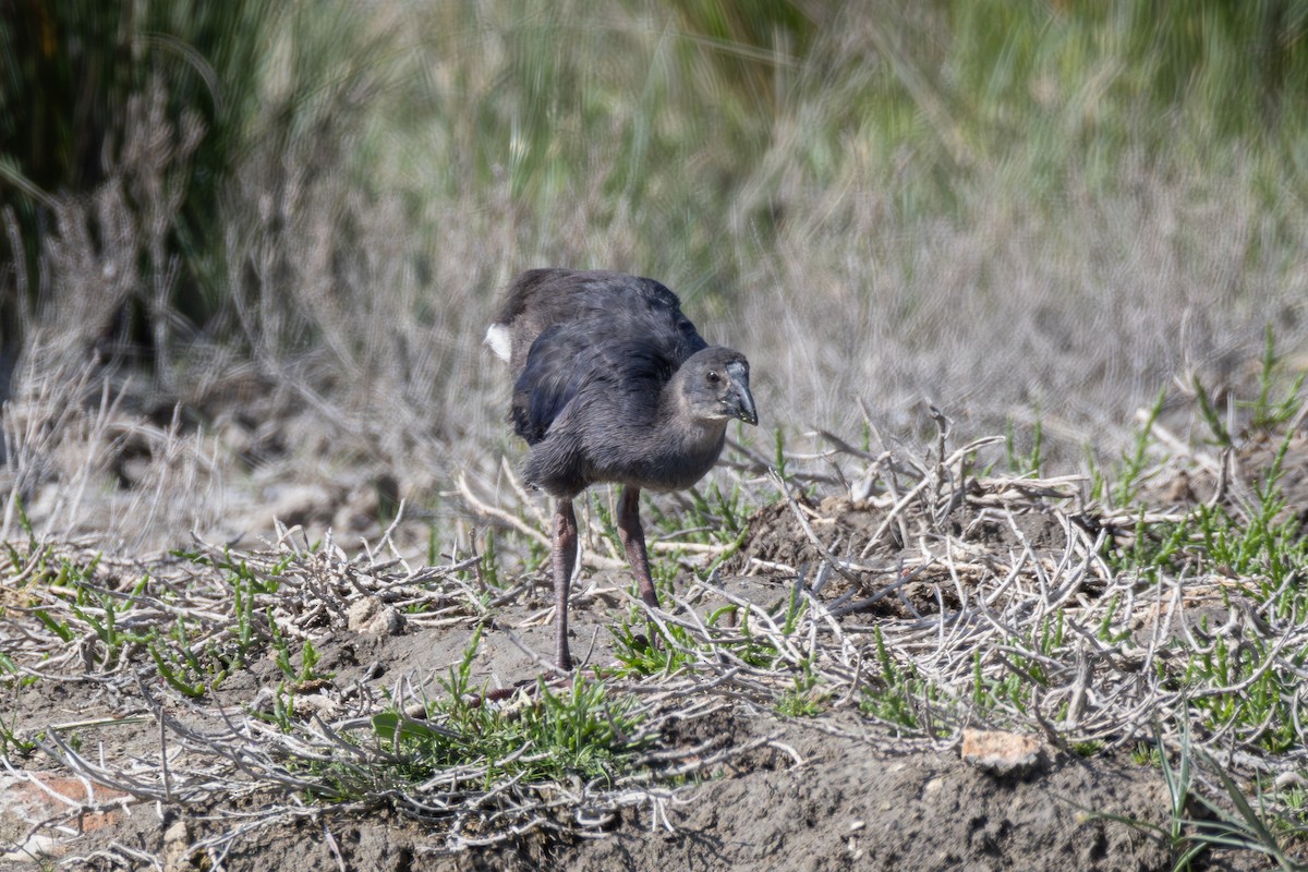 Western Swamphen - Joe Downing