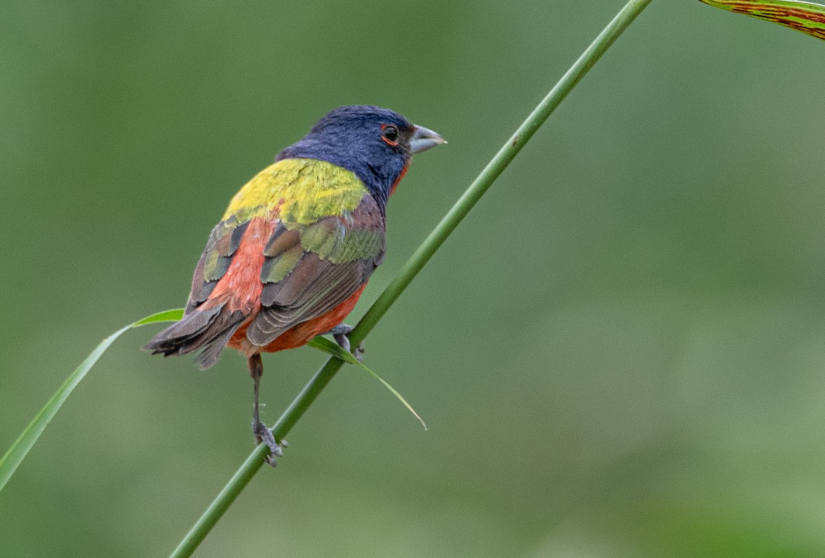 Painted Bunting - Pat Tomsho