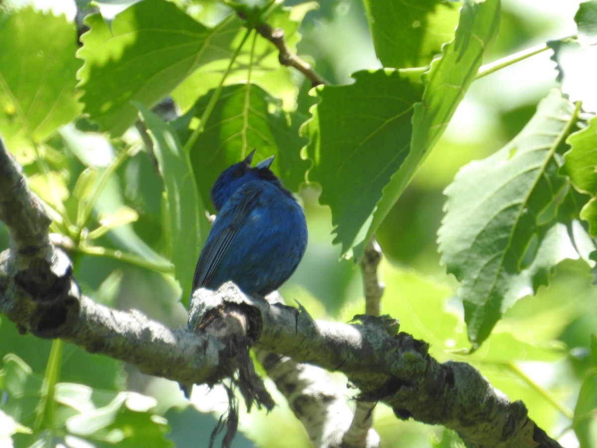 Indigo Bunting - Kevin Slattery