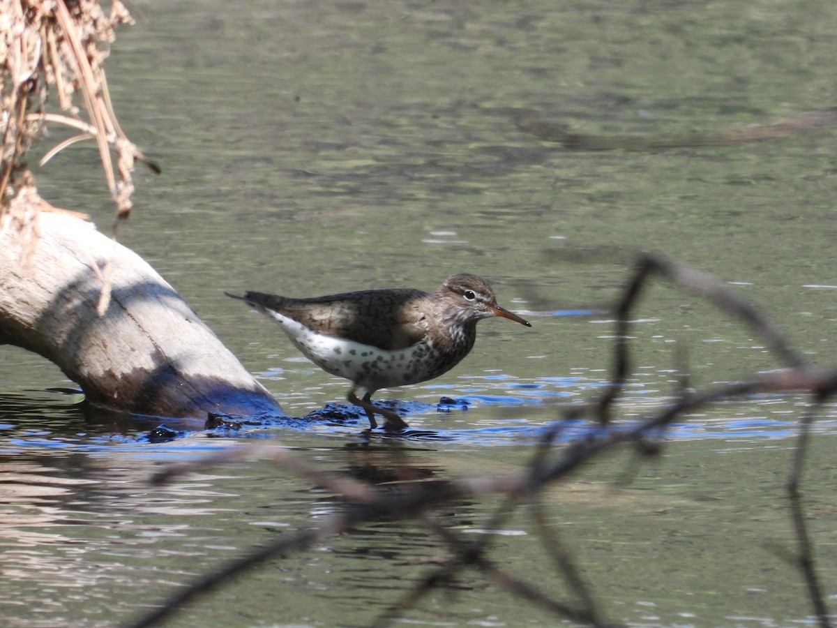 Spotted Sandpiper - Mark Donahue